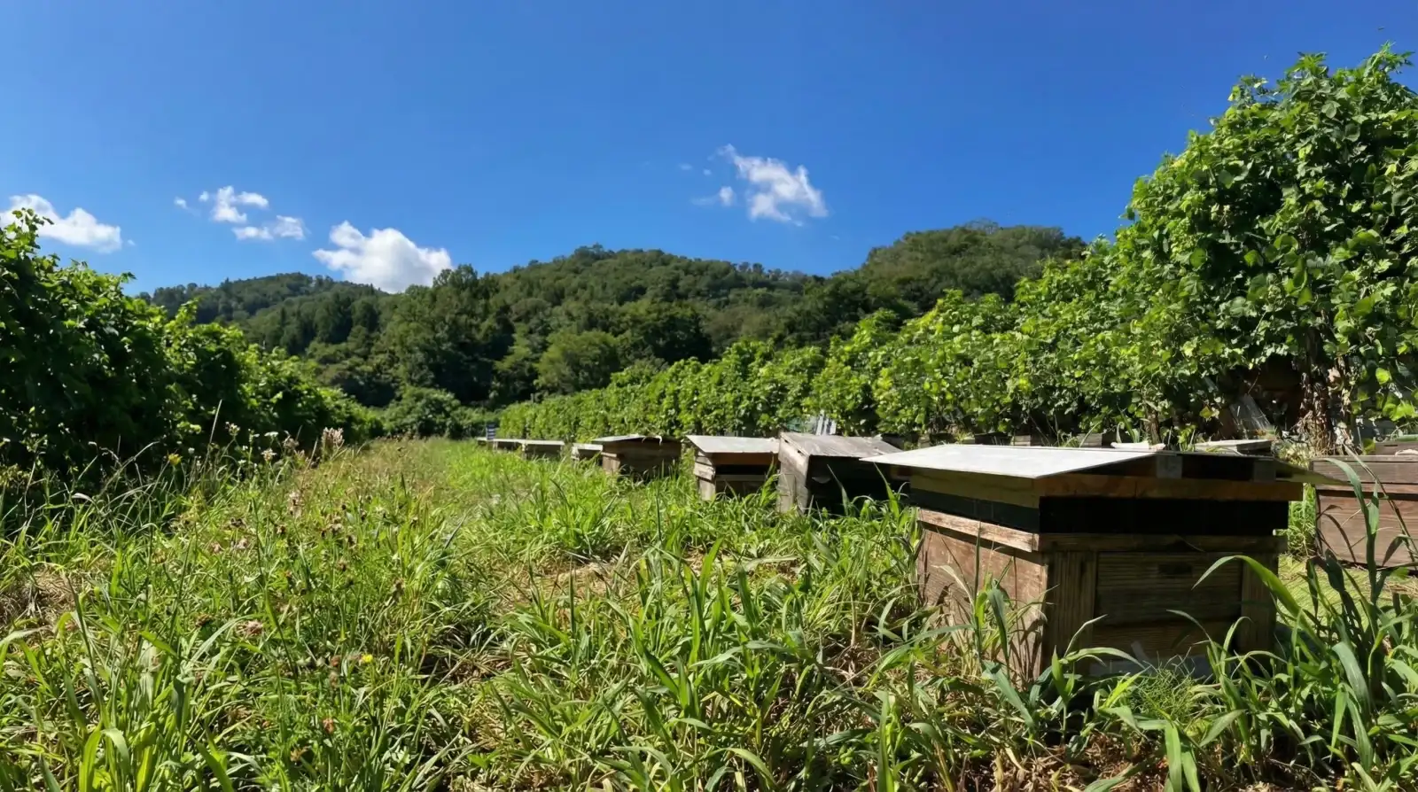 宇田養蜂園『ご蜂美』｜ 山梨県上野原産 非加熱はちみつ: GOHŌBI